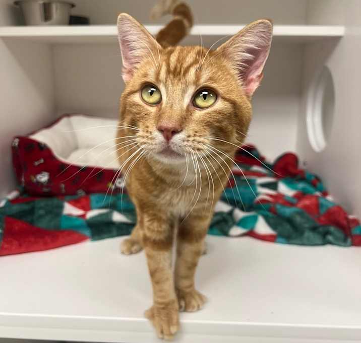 Photo of Biscuit 
