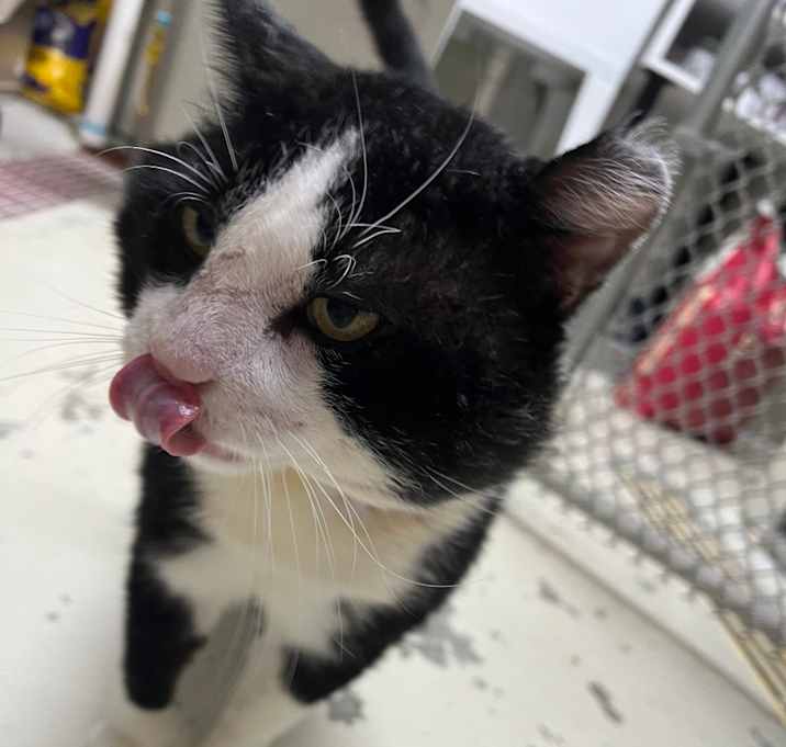 Photo of Sparticat