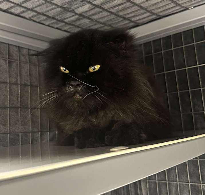 Photo of Booboo
