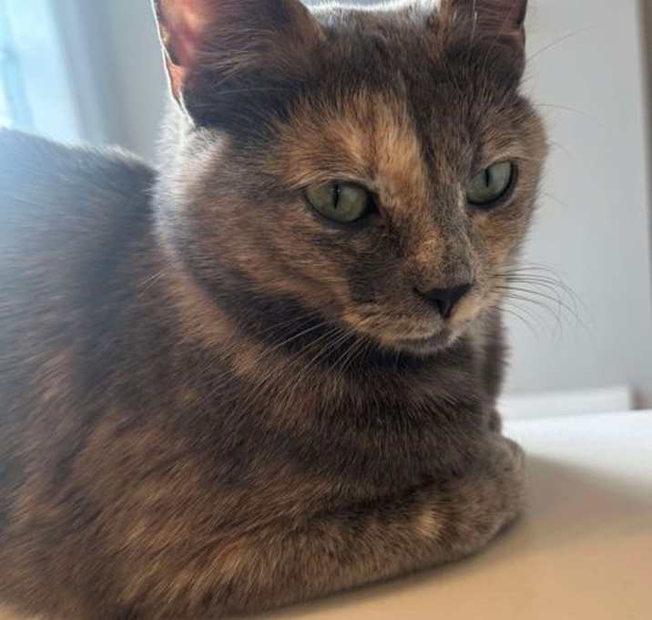 Photo of PEBBLES