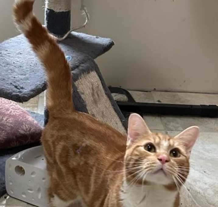 Photo of Laser