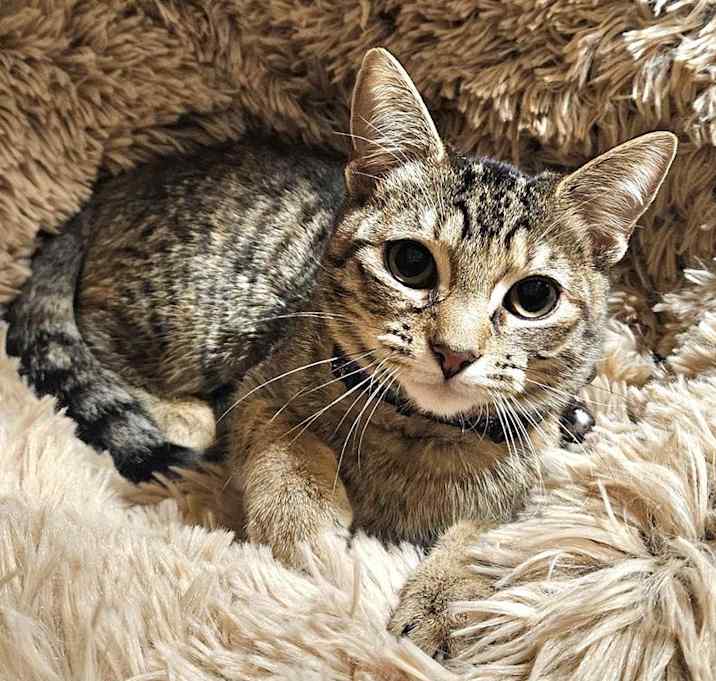 Photo of PEBBLES