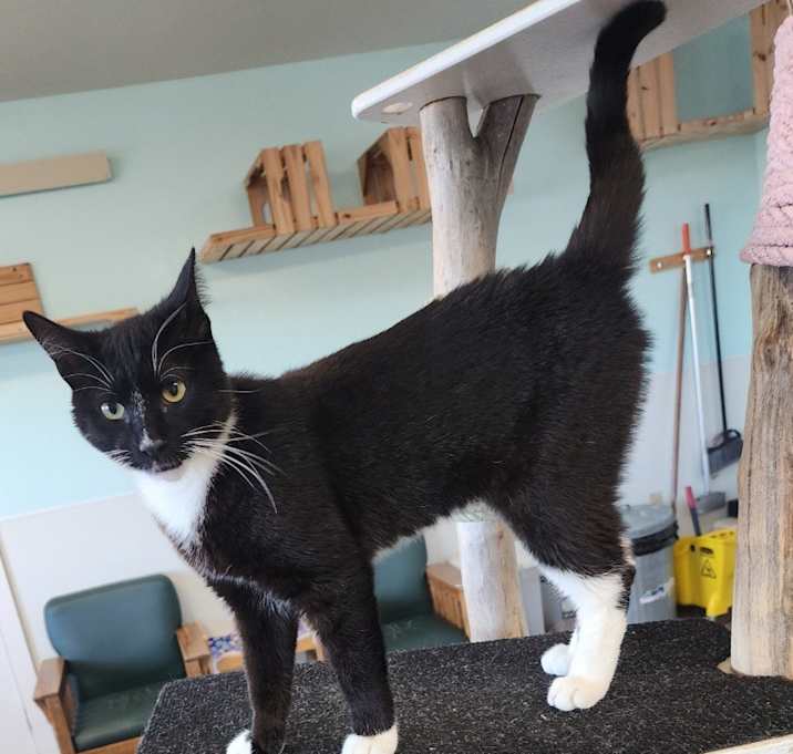 Photo of Oreo