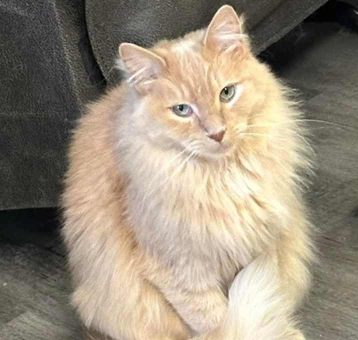 Photo of Fluff *Teddy*