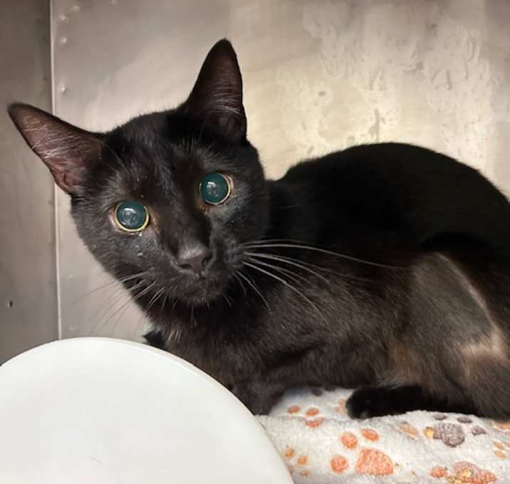 Photo of ONYX