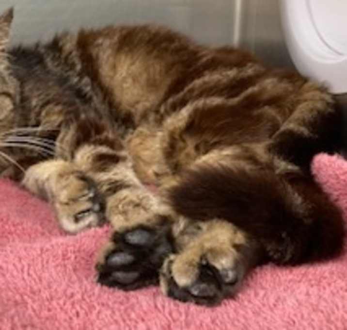 Photo of Turbo