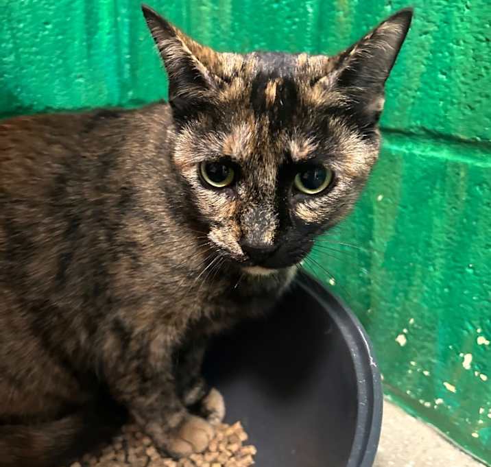 Photo of Cleo