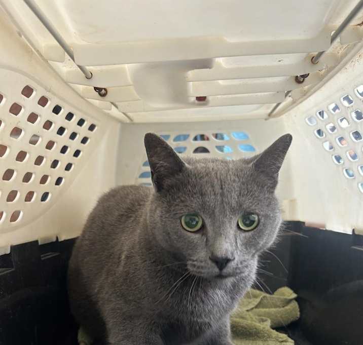 Photo of Fifi