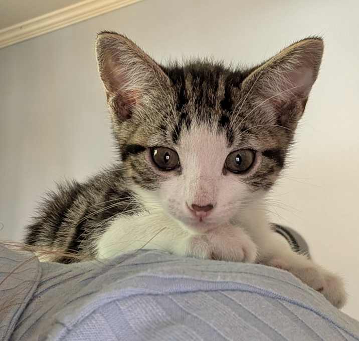 Photo of Waffle