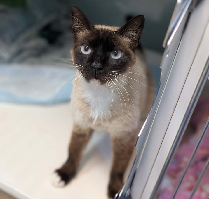 Photo of Miso 25-2573F