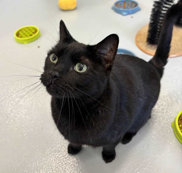 Photo of Peanut