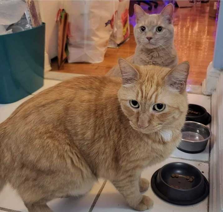 Photo of Finn and Otto