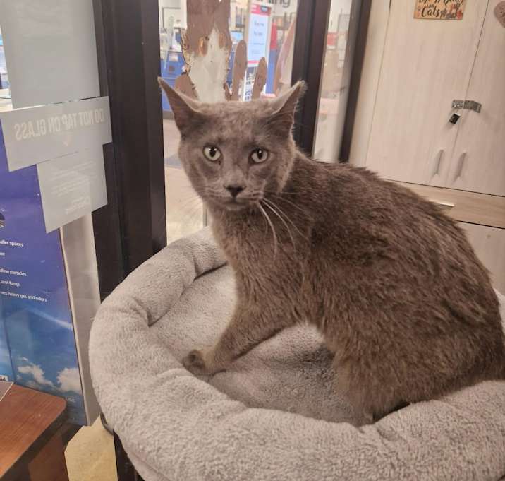 Photo of Toby