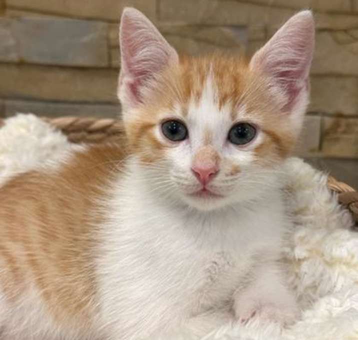 Photo of Toe Bean Phillips