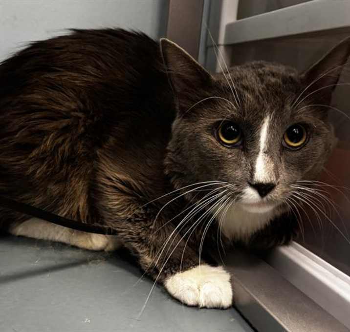 Photo of STARSKY