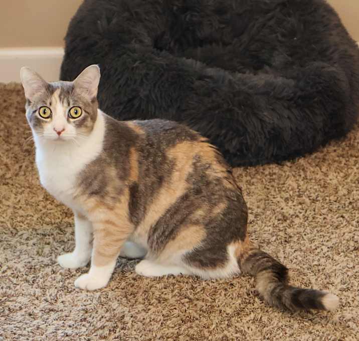 Photo of Tillie