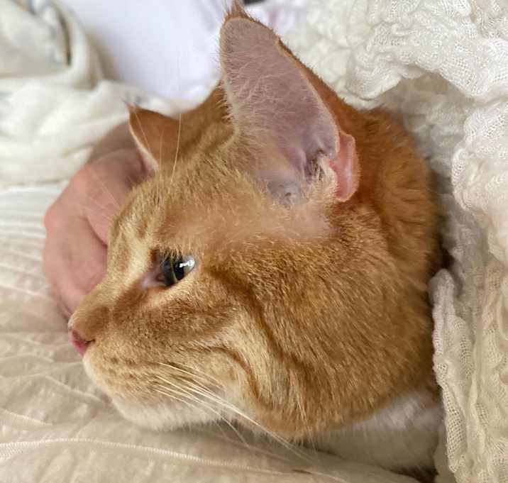 Photo of Rusty