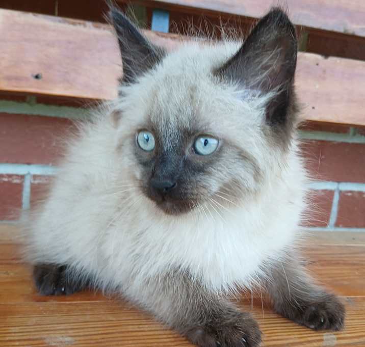 Photo of Snowball