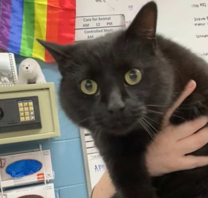 Photo of Licorice