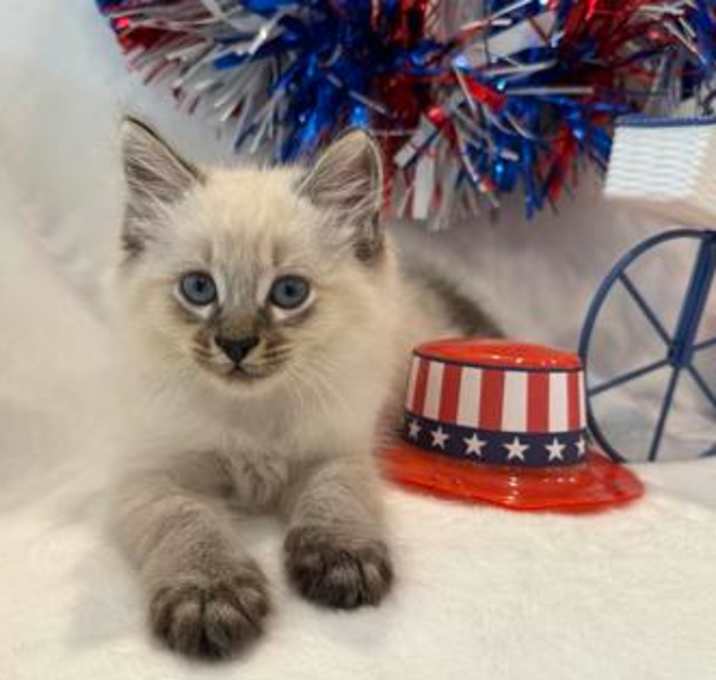 Photo of Taylor Meow-mson