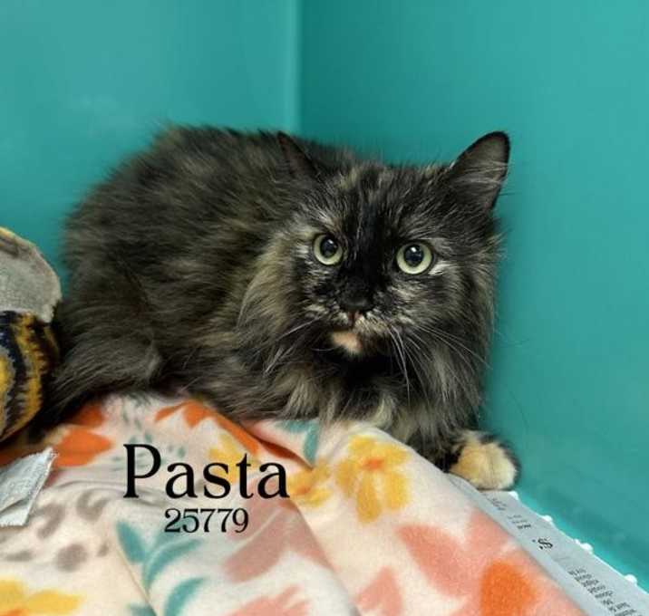 Photo of Pasta