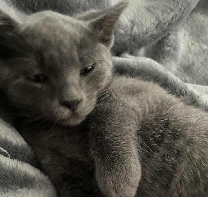 Photo of Blue