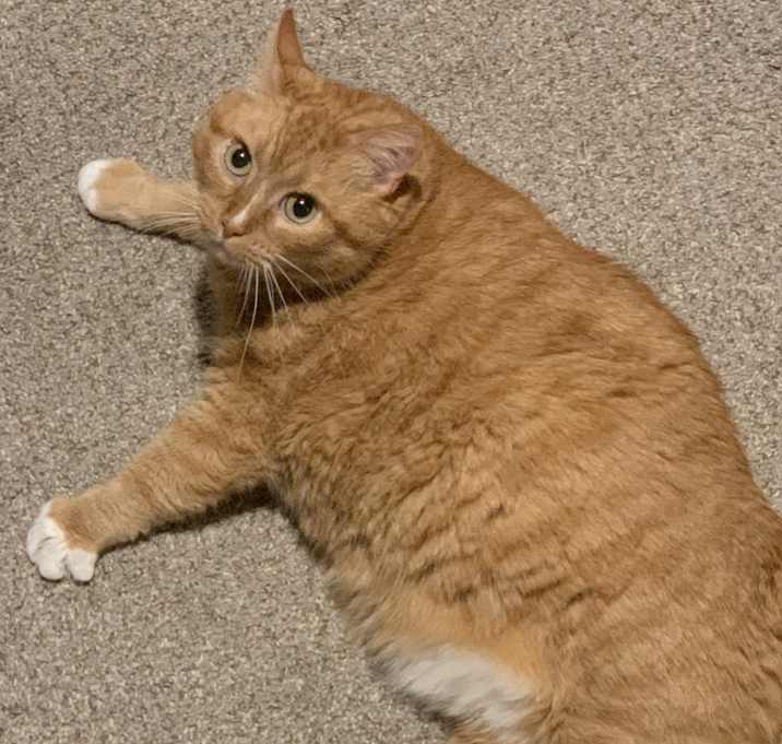Photo of Ginger