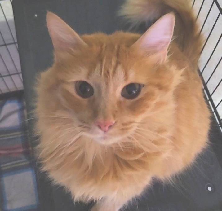 Photo of Peach