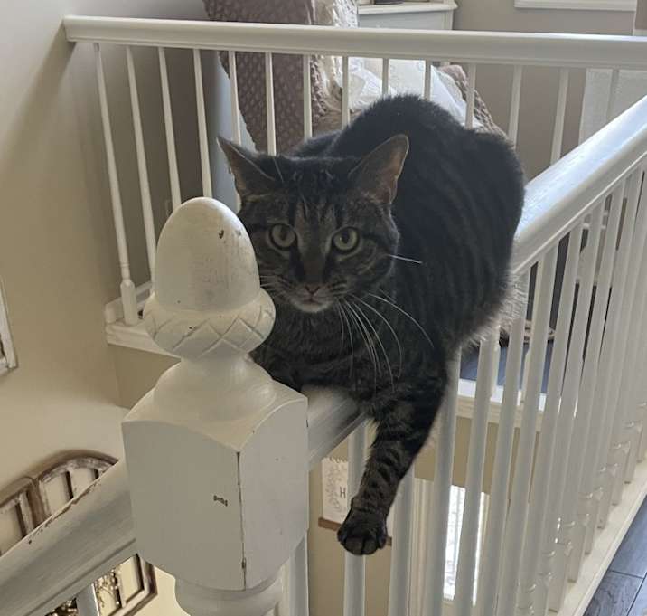 Photo of Violet