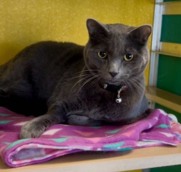 Photo of Bagheera