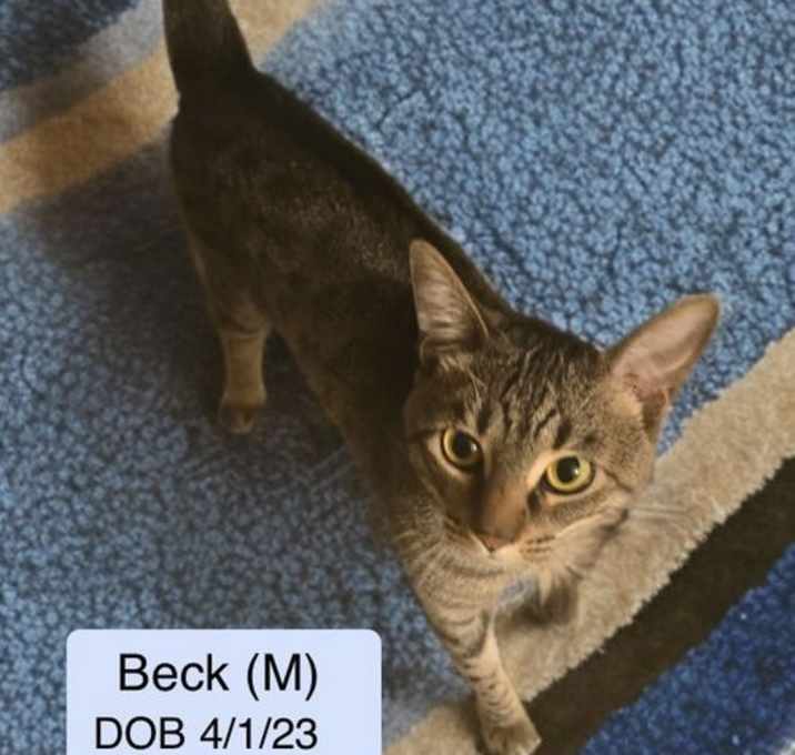 Photo of Beck