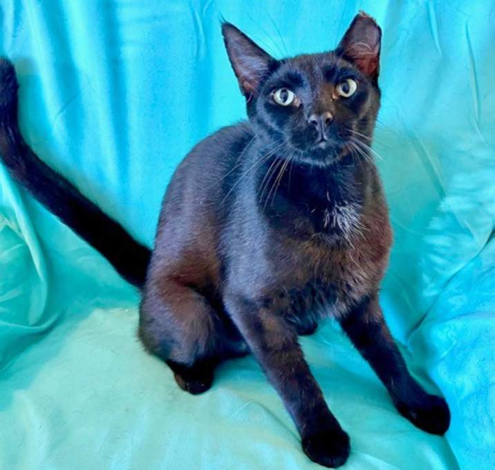 Photo of Jett