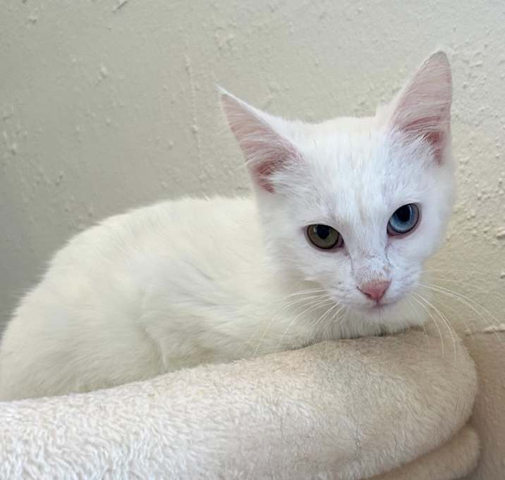 Photo of Nala