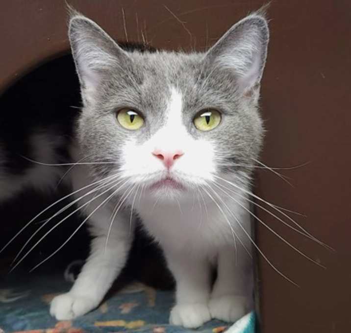 Photo of Squeakers
