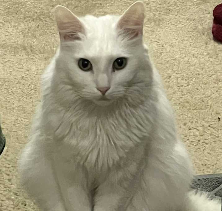Photo of Ori