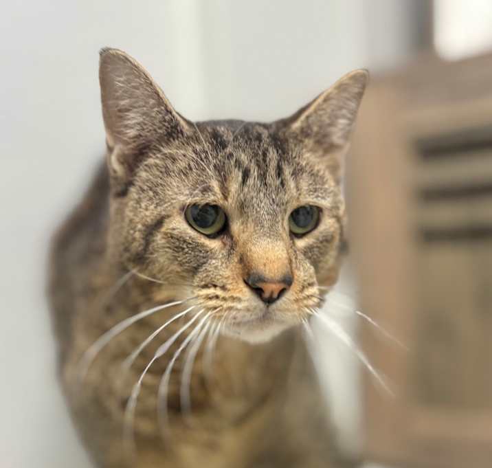 Photo of Crabcake