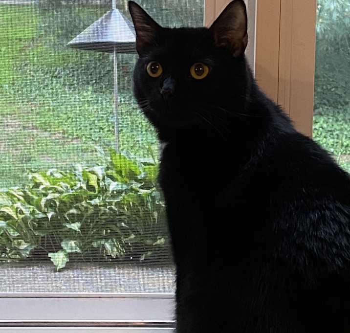 Photo of Bagheera