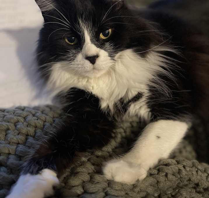 Photo of Kibby