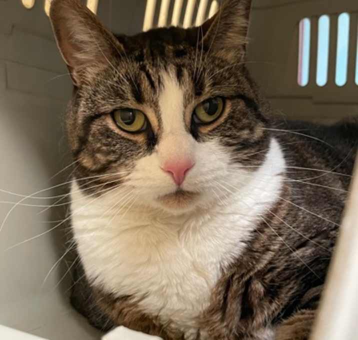 Photo of Mittens