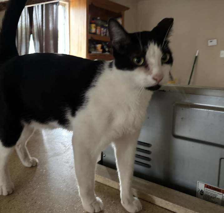 Photo of Miles