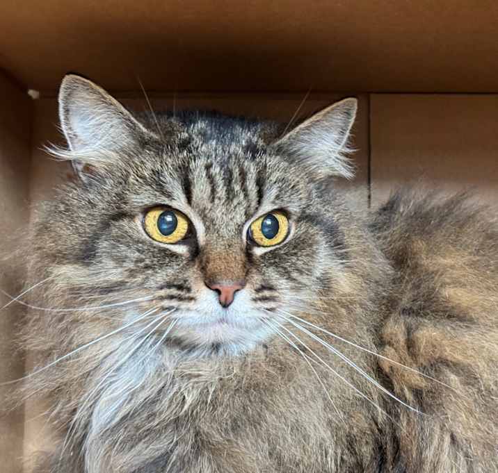 Photo of Fluffy