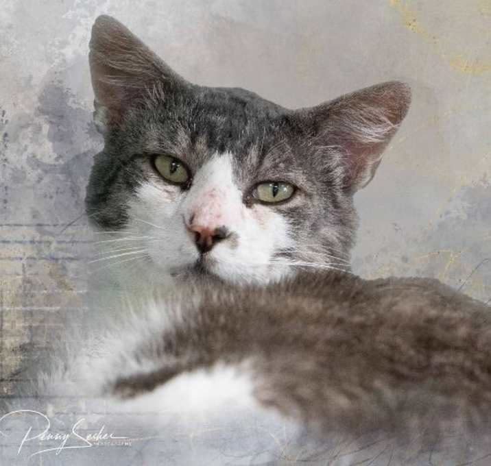 Photo of Ace