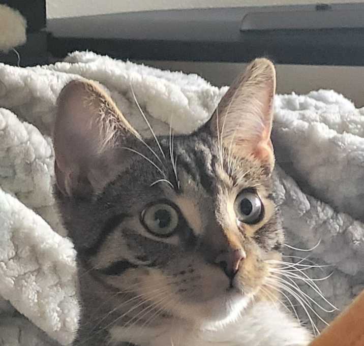 Photo of Milo