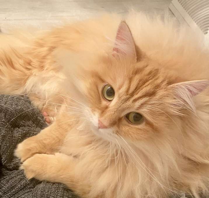 Photo of Gryffindor