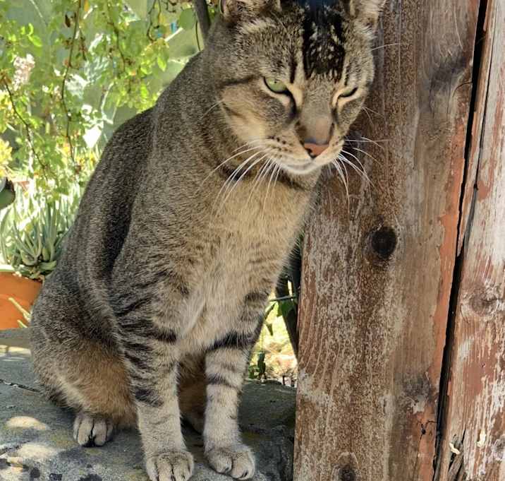 Photo of Kitty