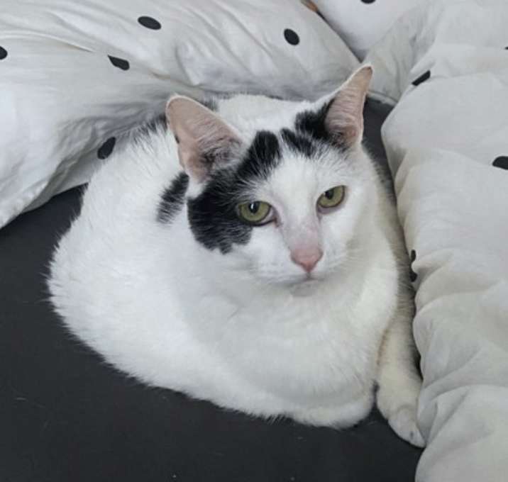 Photo of Gobo