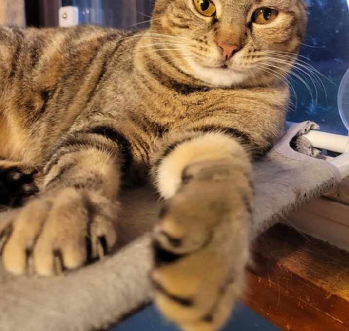 Photo of Tippy