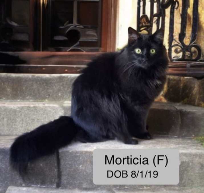 Photo of Morticia