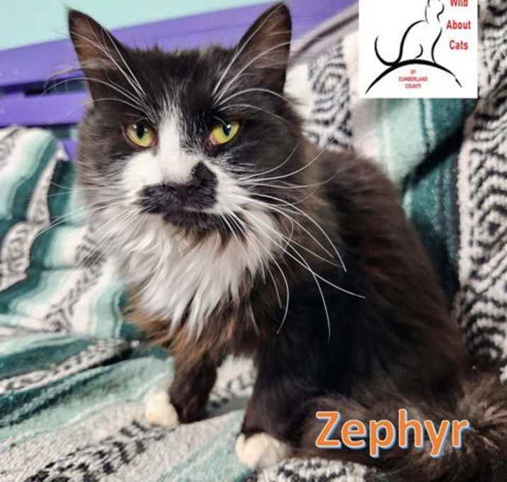 Photo of Zephyr