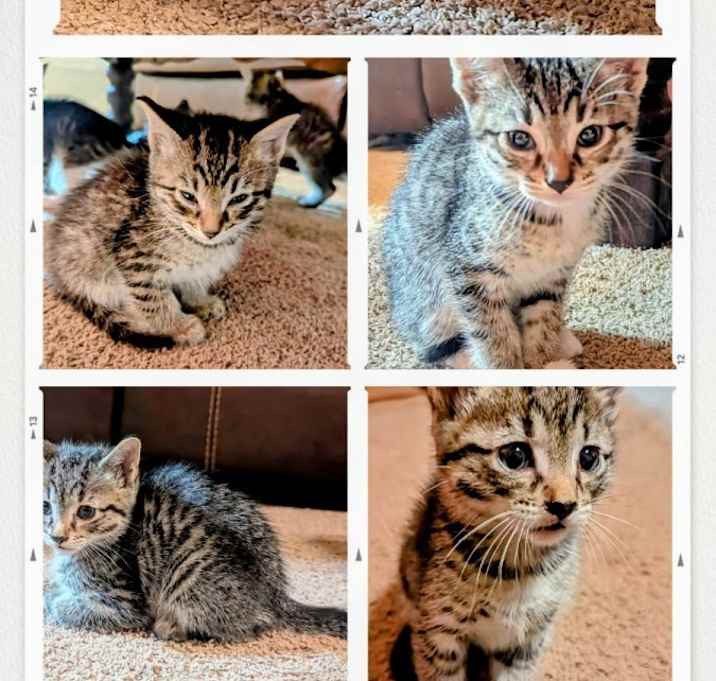 Photo of Kittens